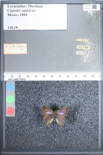 Media type: image;   Entomology 68106